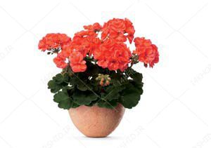 مجموعه تصاویر دوربری دفاع مقدسی و شهدایی PNG مجموعه تصاویر دوربری دفاع مقدسی و شهدایی PNG برای چاپ و طراحی طرح لایه باز هفته دفاع مقدس