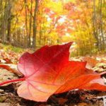 نگارستــان